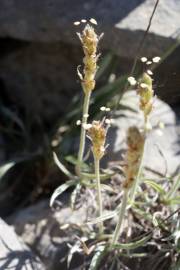 Fotografia da espécie Plantago albicans