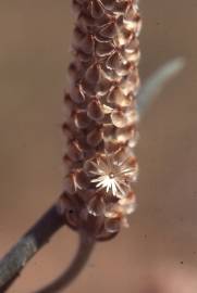 Fotografia da espécie Plantago albicans