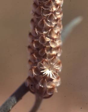 Fotografia 12 da espécie Plantago albicans no Jardim Botânico UTAD