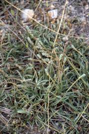 Fotografia da espécie Plantago albicans