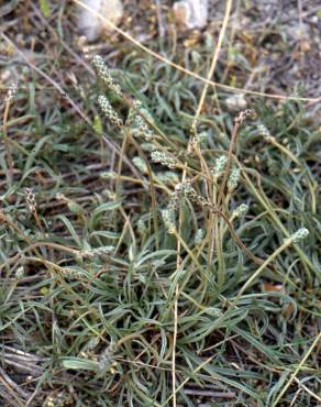 Fotografia 13 da espécie Plantago albicans no Jardim Botânico UTAD