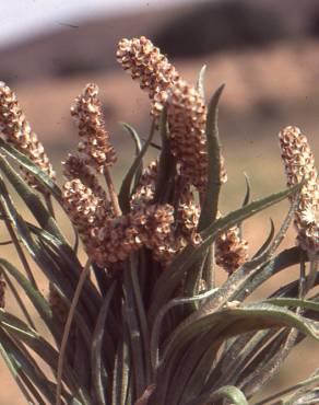 Fotografia 14 da espécie Plantago albicans no Jardim Botânico UTAD