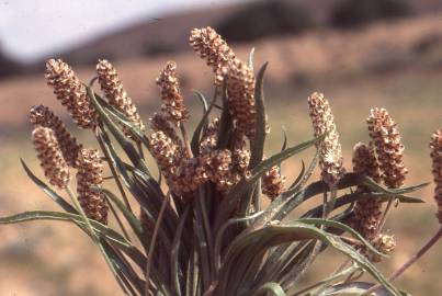 Fotografia da espécie Plantago albicans