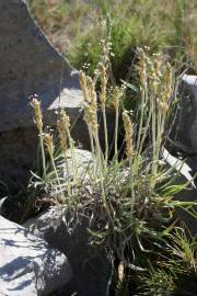 Fotografia da espécie Plantago albicans