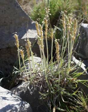 Fotografia 15 da espécie Plantago albicans no Jardim Botânico UTAD