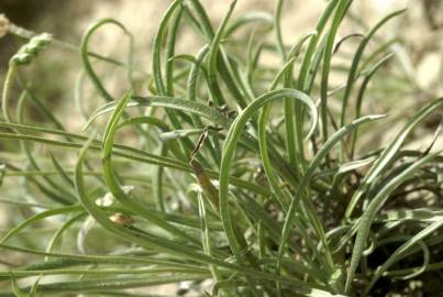 Fotografia da espécie Plantago albicans