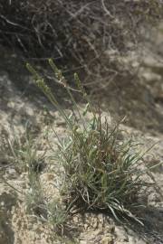 Fotografia da espécie Plantago albicans