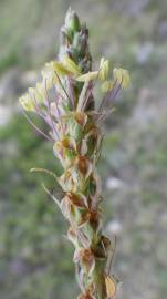 Fotografia da espécie Plantago albicans