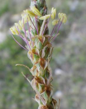 Fotografia 18 da espécie Plantago albicans no Jardim Botânico UTAD