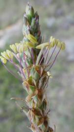 Fotografia da espécie Plantago albicans