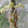 Fotografia 1 da espécie Plantago albicans do Jardim Botânico UTAD