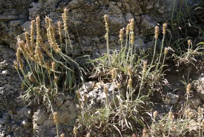 Fotografia da espécie Plantago albicans