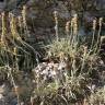 Fotografia 19 da espécie Plantago albicans do Jardim Botânico UTAD