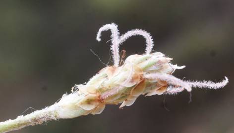 Fotografia da espécie Plantago albicans