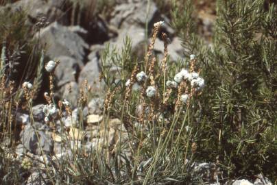 Fotografia da espécie Plantago albicans