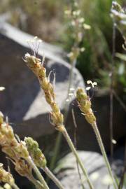 Fotografia da espécie Plantago albicans