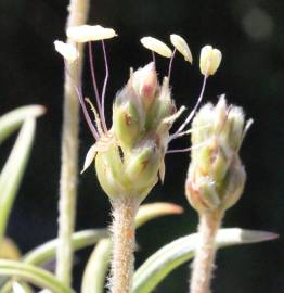 Fotografia da espécie Plantago albicans