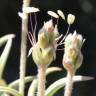 Fotografia 24 da espécie Plantago albicans do Jardim Botânico UTAD