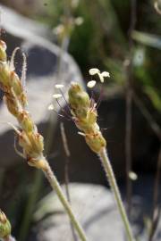 Fotografia da espécie Plantago albicans