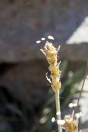 Fotografia da espécie Plantago albicans