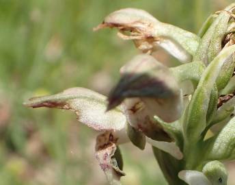 Fotografia da espécie Anacamptis coriophora