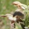 Fotografia 7 da espécie Anacamptis coriophora do Jardim Botânico UTAD