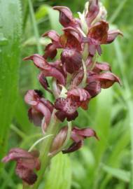 Fotografia da espécie Anacamptis coriophora