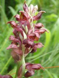 Fotografia da espécie Anacamptis coriophora