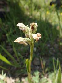 Fotografia da espécie Anacamptis coriophora