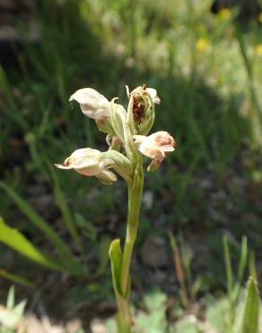 Fotografia 10 da espécie Anacamptis coriophora no Jardim Botânico UTAD