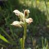 Fotografia 10 da espécie Anacamptis coriophora do Jardim Botânico UTAD