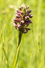 Fotografia da espécie Anacamptis coriophora