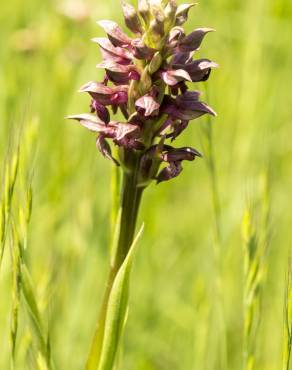 Fotografia 11 da espécie Anacamptis coriophora no Jardim Botânico UTAD