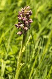 Fotografia da espécie Anacamptis coriophora