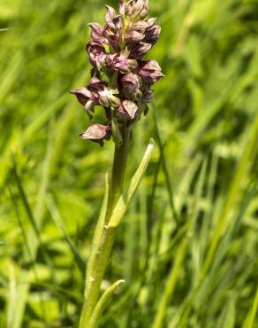 Fotografia 12 da espécie Anacamptis coriophora no Jardim Botânico UTAD