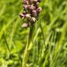 Fotografia 12 da espécie Anacamptis coriophora do Jardim Botânico UTAD