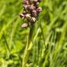 Fotografia 12 da espécie Anacamptis coriophora do Jardim Botânico UTAD