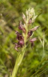 Fotografia da espécie Anacamptis coriophora