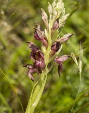 Fotografia 13 da espécie Anacamptis coriophora no Jardim Botânico UTAD