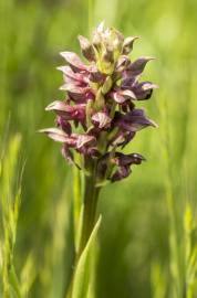 Fotografia da espécie Anacamptis coriophora