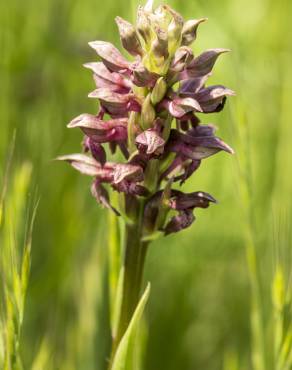 Fotografia 14 da espécie Anacamptis coriophora no Jardim Botânico UTAD