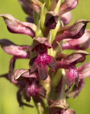 Fotografia 15 da espécie Anacamptis coriophora no Jardim Botânico UTAD