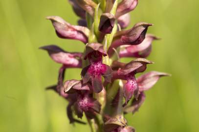 Fotografia da espécie Anacamptis coriophora