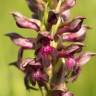 Fotografia 15 da espécie Anacamptis coriophora do Jardim Botânico UTAD