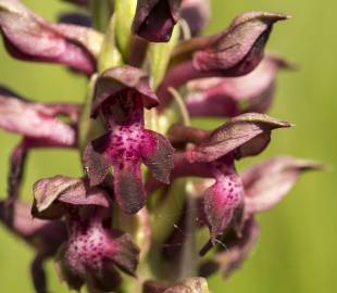 Fotografia da espécie Anacamptis coriophora