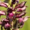 Fotografia 16 da espécie Anacamptis coriophora do Jardim Botânico UTAD