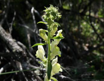 Fotografia da espécie Antirrhinum meonanthum