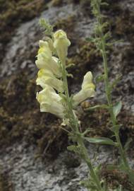 Fotografia da espécie Antirrhinum meonanthum