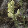 Fotografia 5 da espécie Antirrhinum meonanthum do Jardim Botânico UTAD