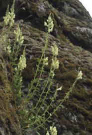 Fotografia da espécie Antirrhinum meonanthum